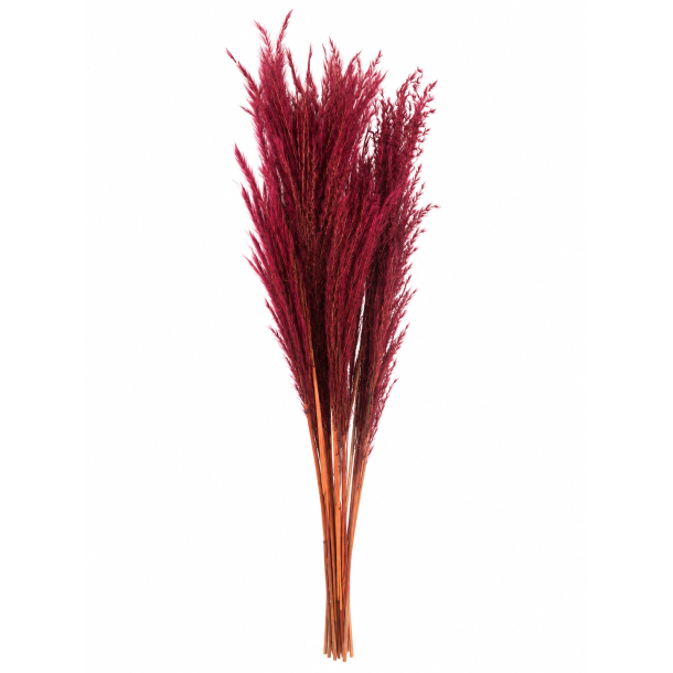 Fluffy silver grass 10 stk. Bordeaux