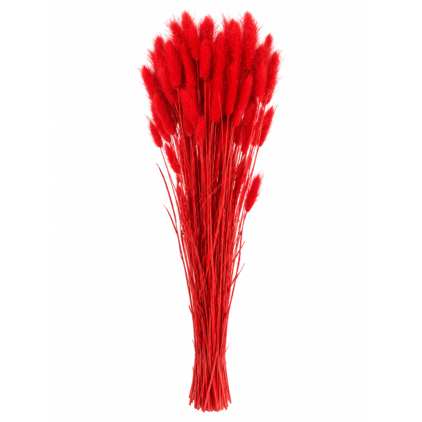 Lagurus R�d, 100 gr. 