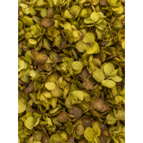 Hortensia green
