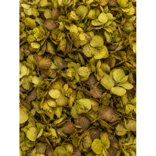 Hortensia green