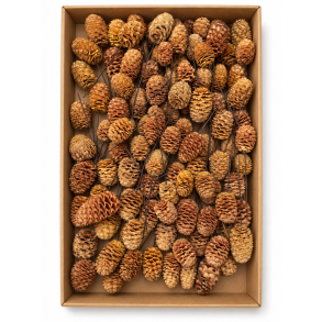 Sabulosum p� tr�d natur 100 stk.
