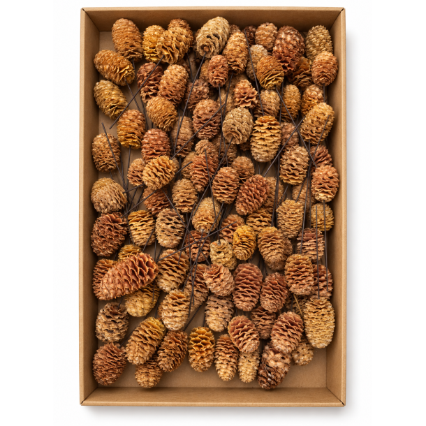 Sabulosum p� tr�d natur 100 stk.