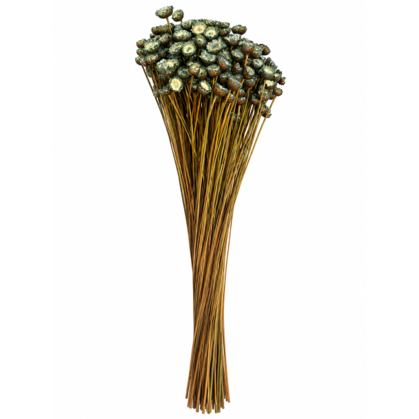Glixia Gigante, Silbergr�, 100 gr.
