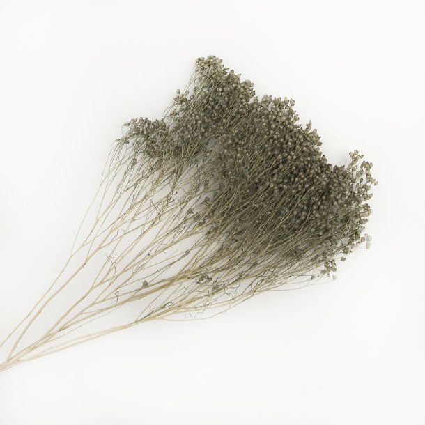 Broom Bloom, 100 gr. Blgrn (Grigio)