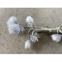 Capblumen Silbergrau 