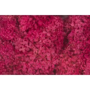 Hortensia cerise 20-25 stk.