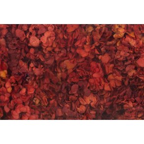 Hortensia rd 20-25 stk