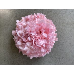 Hortensia Stvet Rosa 109