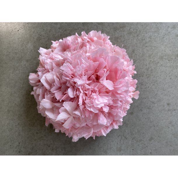 Hortensia Stvet Rosa 109