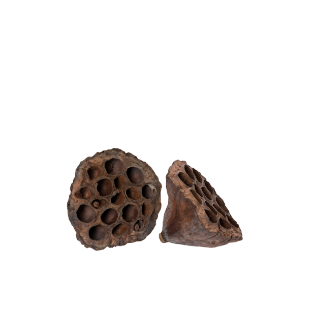 Lotus Pod Natur 6-8 cm  50 stk (2,18)