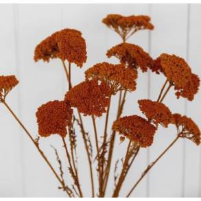 Achilla rust 10 stk.