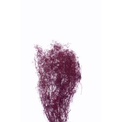 Mini Gypso Erica, 100 gr. 