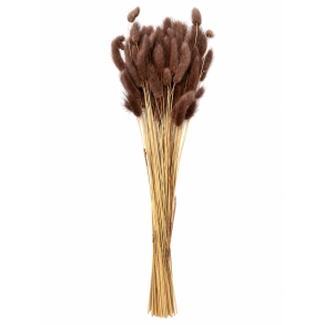 Lagurus Marrone(Brun) 100 gr. 