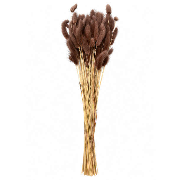 Lagurus Marrone(Brun) 100 gr. 