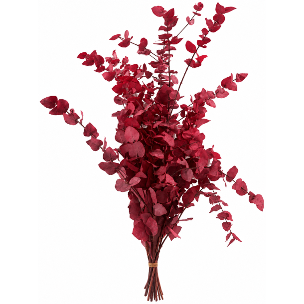 Euc. Stuartiana Cyclamen 150 gr.