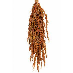 Amaranthus Niccola