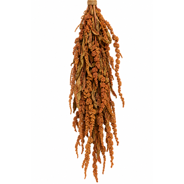 Amaranthus Niccola
