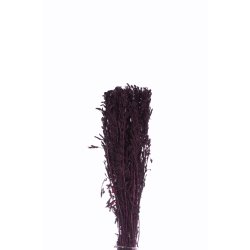 Amaranthus Lige Blåviolet