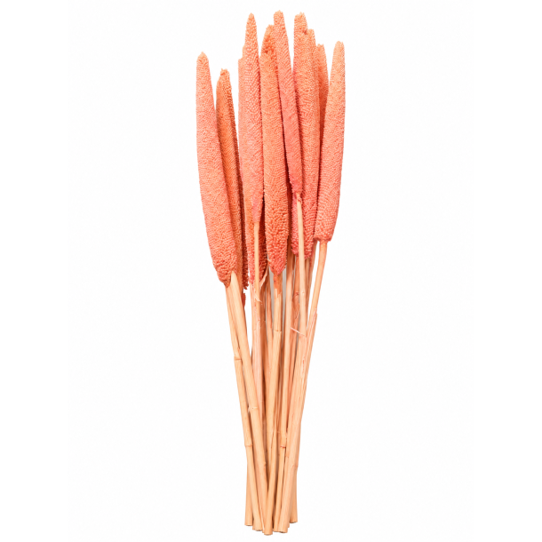 Balaba Rosa 20 stk. 