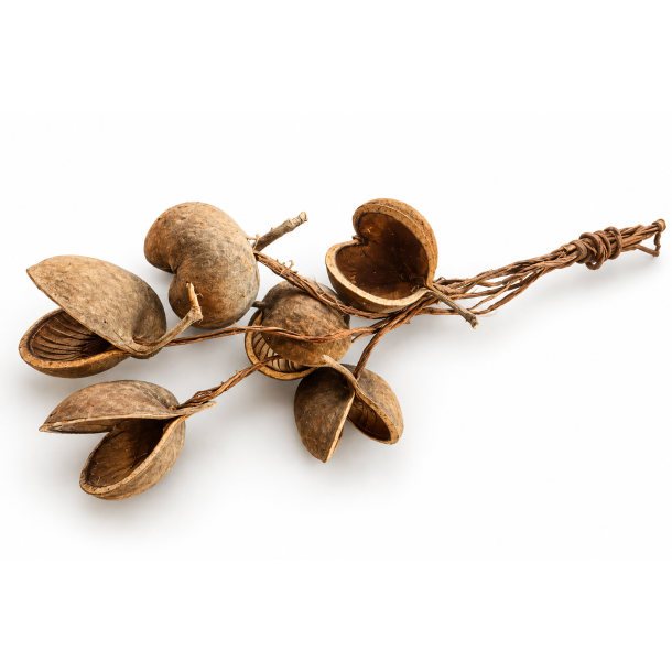 Cluster Browny Budha Nut 65 cm pr. stk