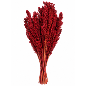 Wild Corn Burgundy 20 stk. 