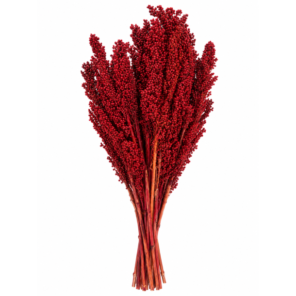 Wild Corn Burgundy 20 stk. 