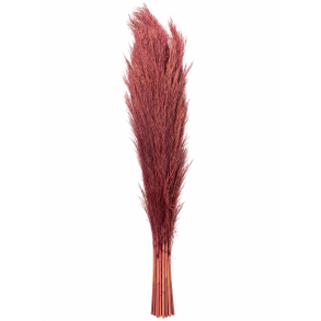 Pampas old bordeaux pink 30 stk.