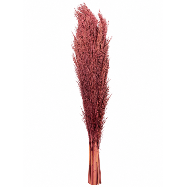 Pampas old bordeaux pink 30 stk.
