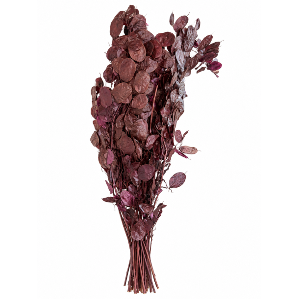 Lunaria plaume 100 gr.