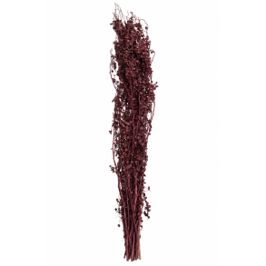 Rhabarber Plaume 10 grene
