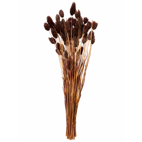 Poa Phalaris 100 gr. leder (Marrone)