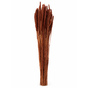 Phleum Marrone 150 gr.  