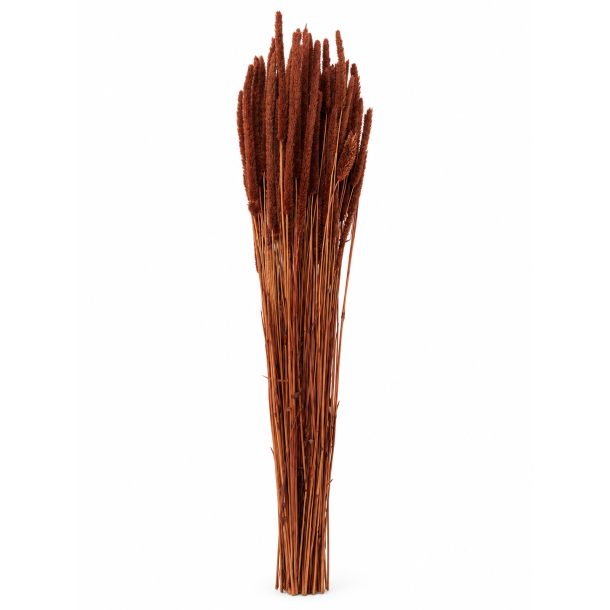 Phleum Marrone 150 gr.  