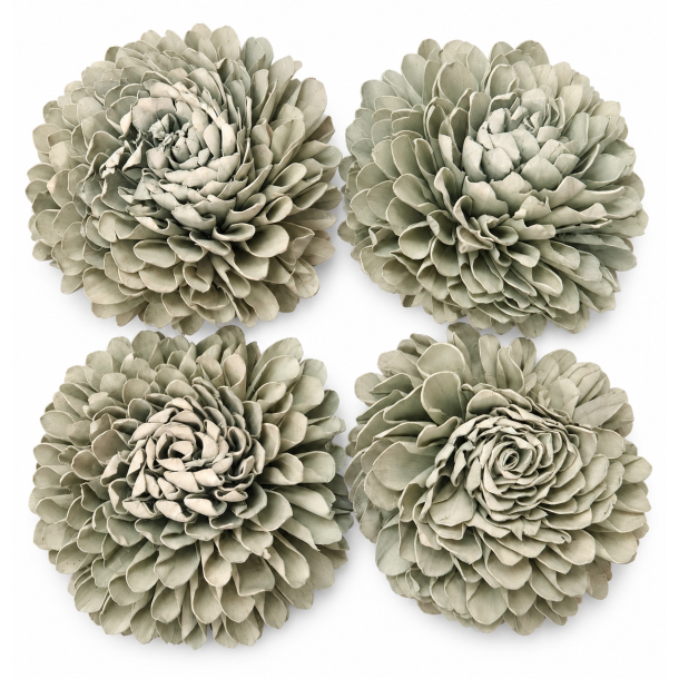 Shola Zinnia 20 cm Mud Green 4 stk