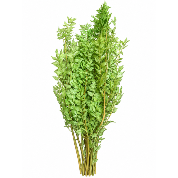 Ruskus Salbai, 400 gr, 