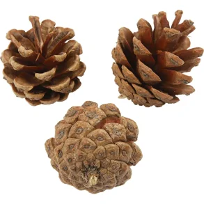 Mini Pine Cone 1 kg. Natur