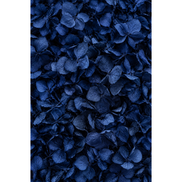 Hortensia midnatsbl�