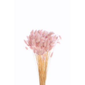 Lagurus Pudder, 100 gr.