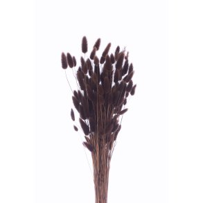 Lagurus Marrone(Brun) 100 gr. 