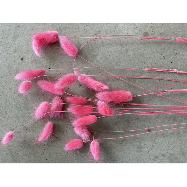 Lagurus Chilli Pepper 5067-19-1557