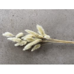 Lagurus Gul/Gr'n 100 gr. 