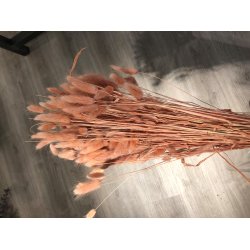 Lagurus Nicciola, 100 gr. 