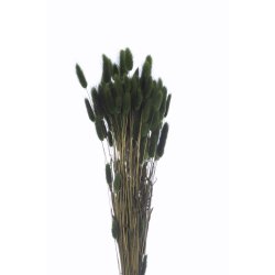 Lagurus Oliven, 100 gr. 