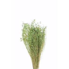 Lino Salbai, 170 gr. 