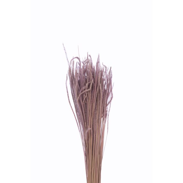 Phleum Rosa, 150 gr. 