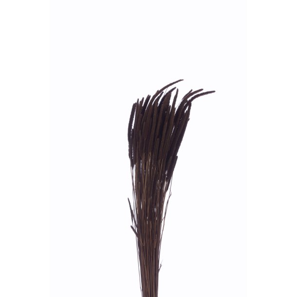 Phleum Marrone 150 gr.  