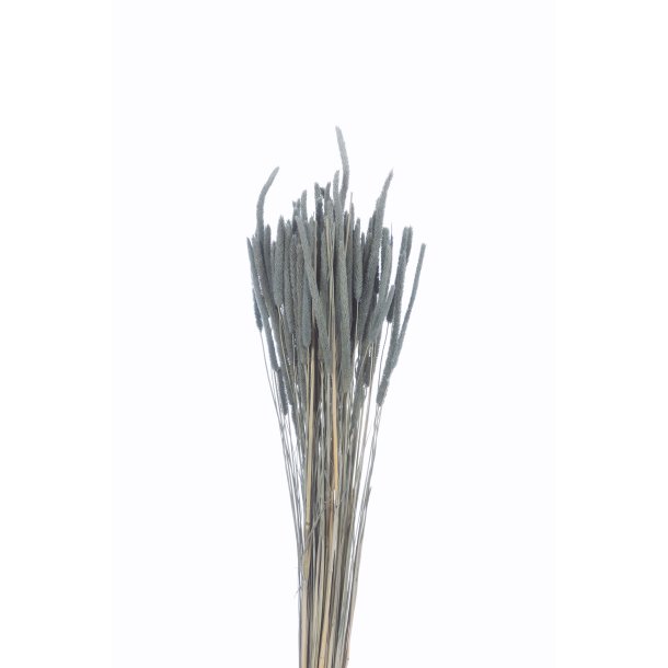 Phleum Iceberg Green , 100 gr.