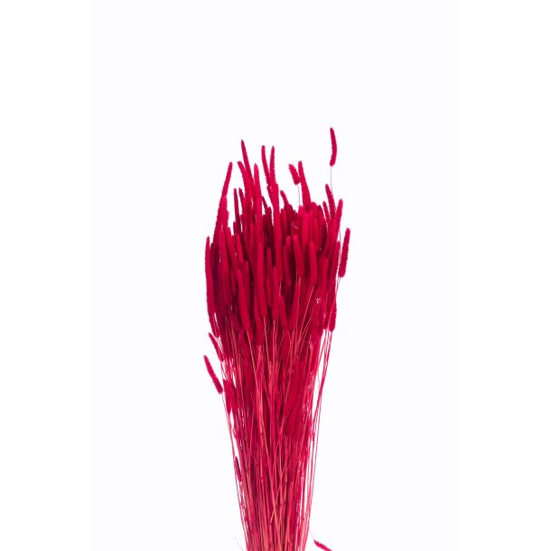 Phleum Fuxia, 150 gr. 