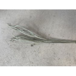 Phleum Floffy Iceber,