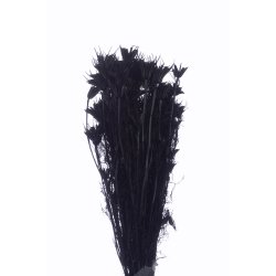 Nigella Oreintalis Sort